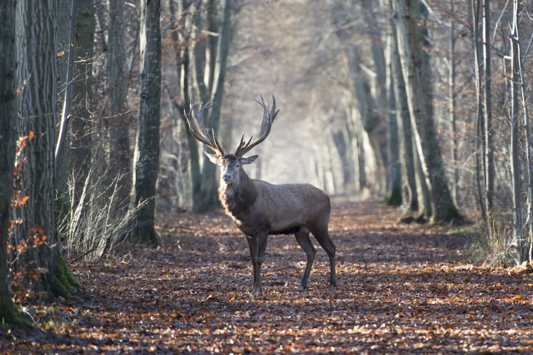 Kino a ekologia - Jak filmy promują ochronę przyrody?
