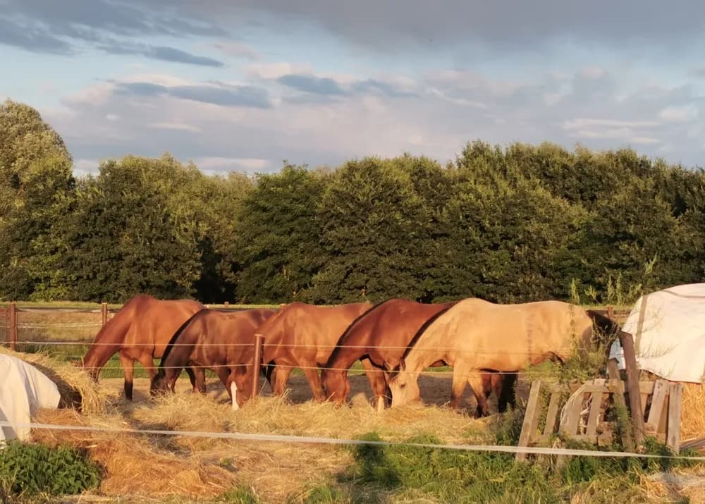 Gdzie w Gdańsku poczujesz się jak w siodle? Przegląd TOP stajni